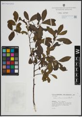 Foto von Salix atrocinerea Brot.